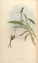 Thaumastura enicura = Doricha enicura